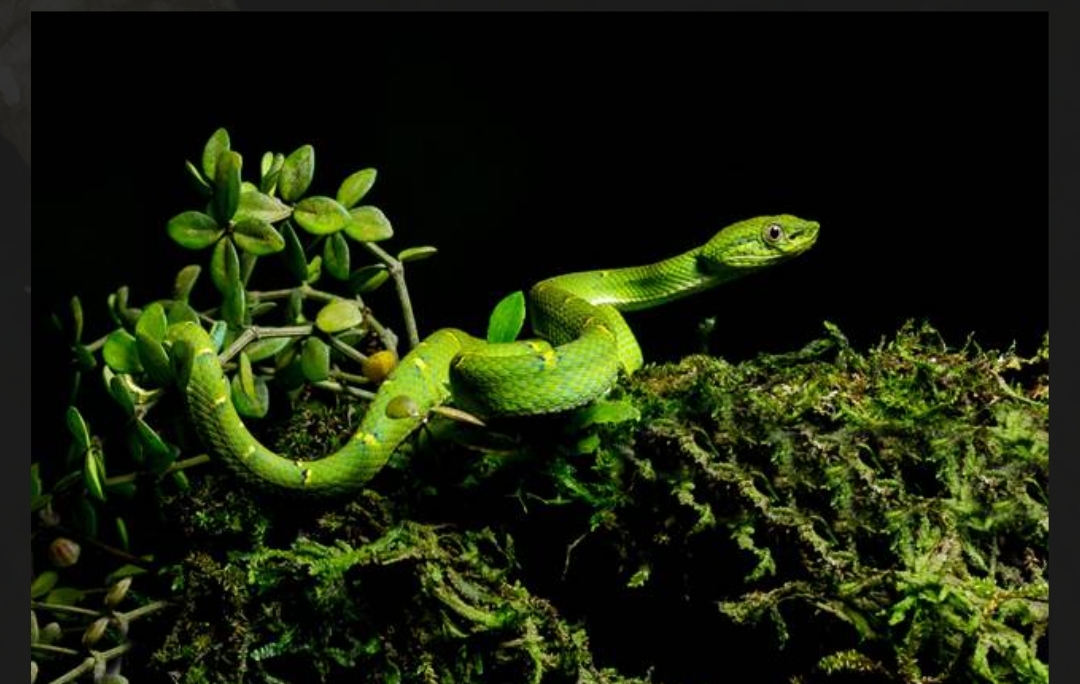 Kinkajou Night Walk