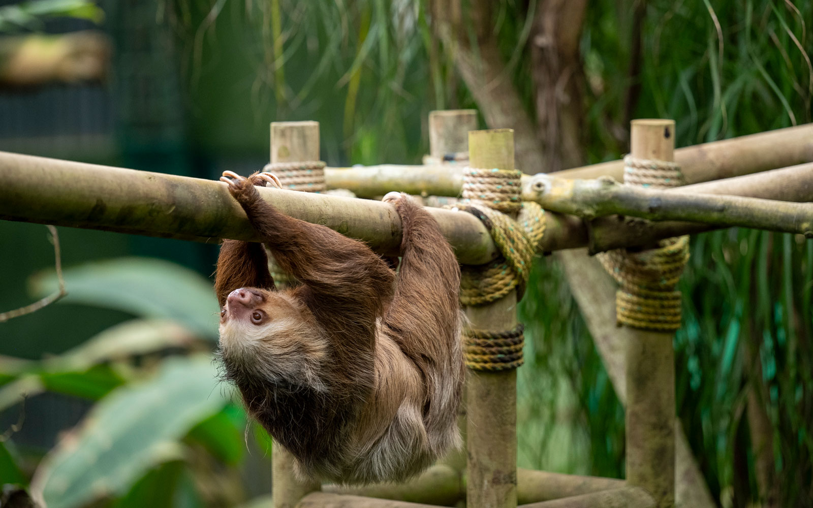 Discover the Sloth Habitat